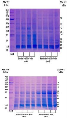 Fertility-associated biochemical components in seminal plasma and serum of buffalo (Bubalus bubalis) bulls